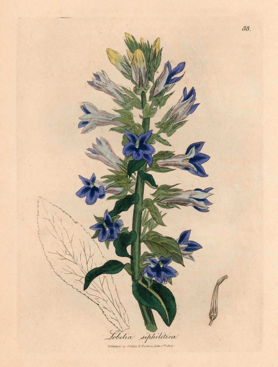 Kék virágú lobelia vagy bíborvirág, Lobelia siphilitica, James Sowerby botanikai illusztrációjáról William Woodville-ből és Sir William Jackson Hooker "Medical Botany" című művéből 1832 (kézszínű rézmetszet) alkotó: James (after) Sowerby