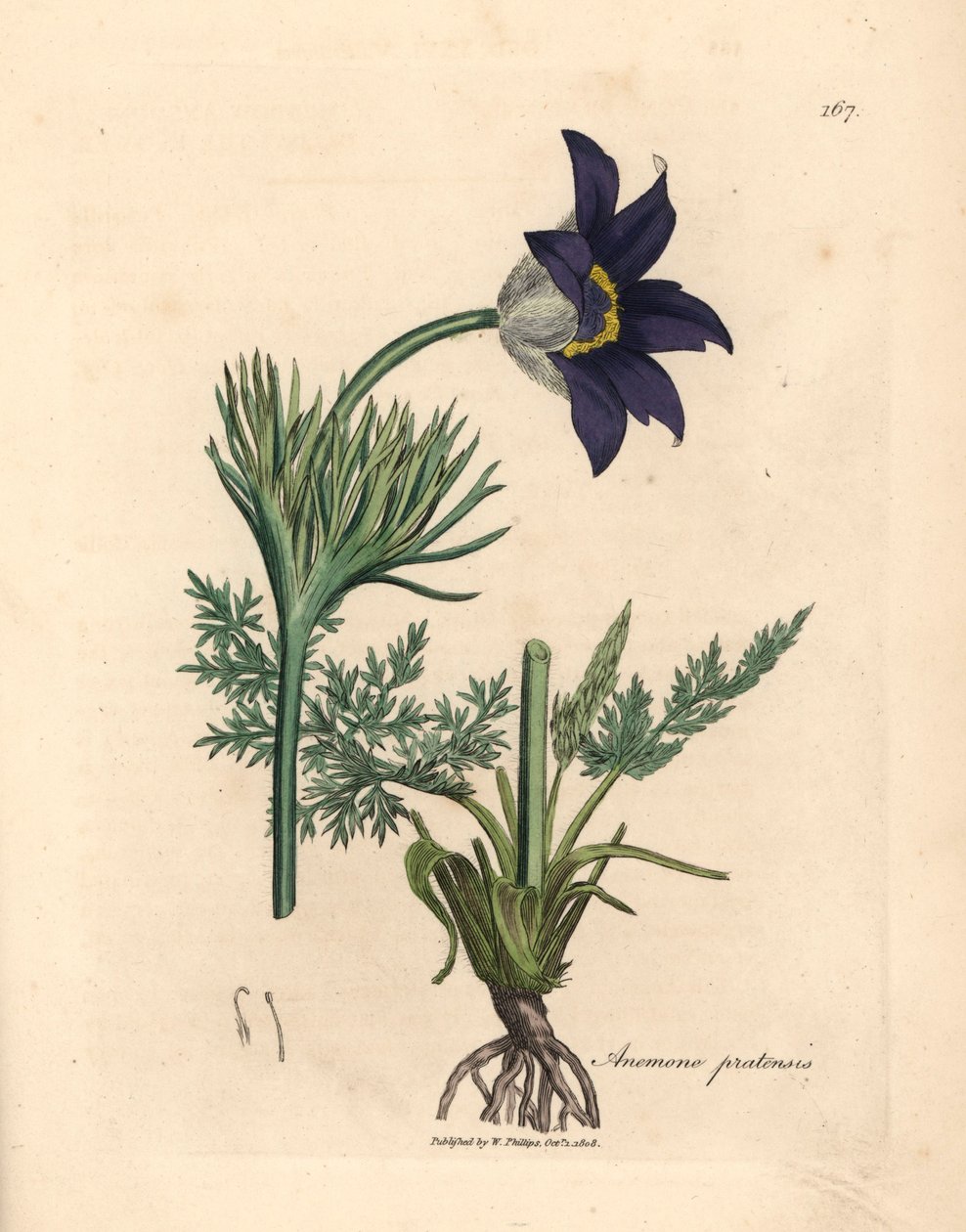 Kékvirágú réti kökörcsin vagy pasztavirág, Anemone pratensis, James Sowerby botanikai illusztrációjából William Woodville-ből és Sir William Jackson Hooker "Medical Botany" 1832-es művéből (kézszínű rézmetszet) alkotó: James (after) Sowerby