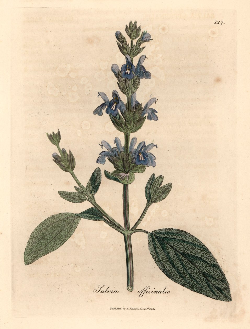 Kék virágú zsálya, Salvia officinalis, James Sowerby botanikai illusztrációjából William Woodville-ből és Sir William Jackson Hooker "Orvosi botanikája" 1832-ből (kézszínű rézmetszet) alkotó: James (after) Sowerby
