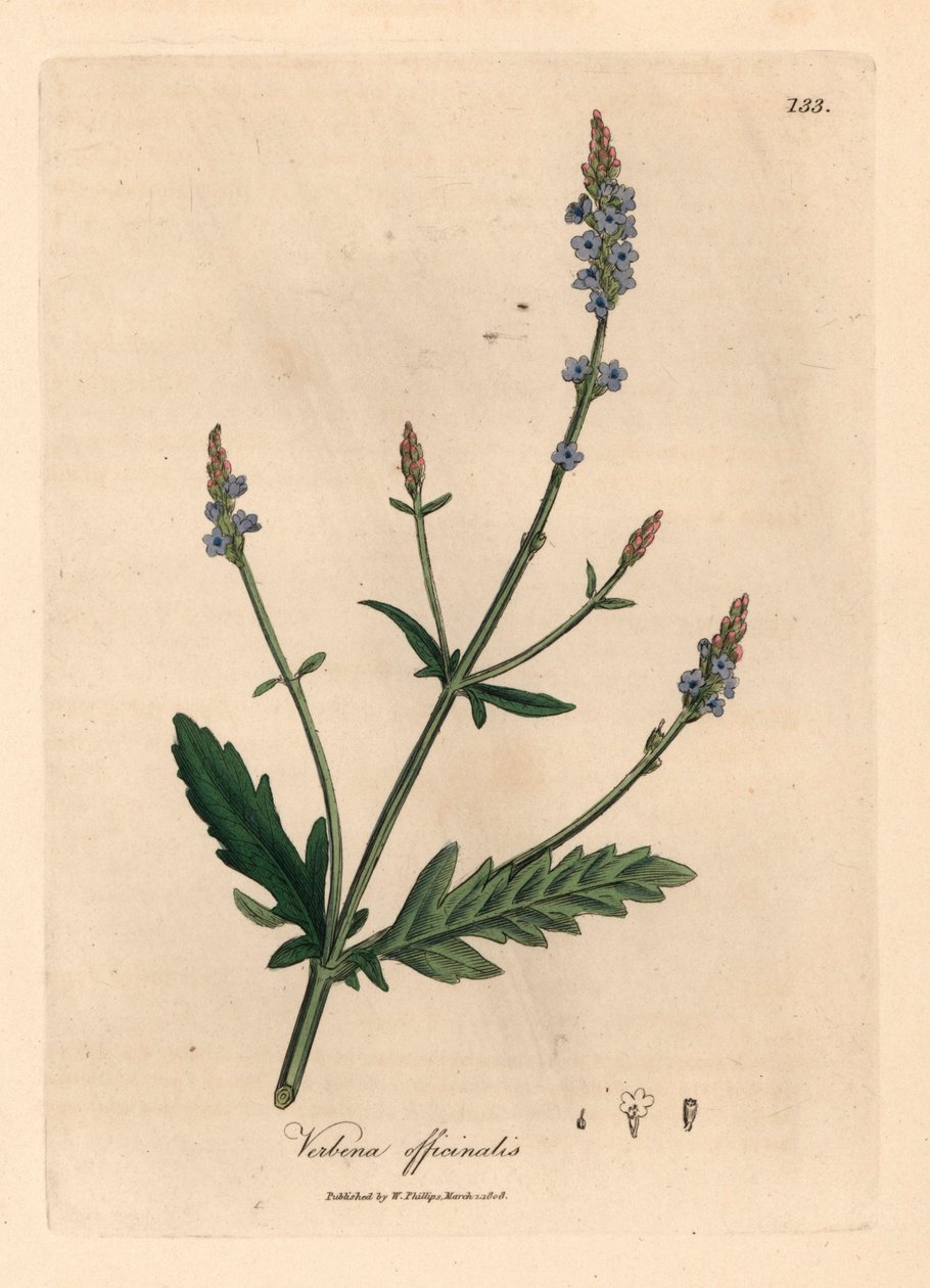 Kék virágú verbéna, Verbena officinalis, James Sowerby botanikai illusztrációjáról William Woodville-ből és Sir William Jackson Hooker "Medical Botany" című művéből 1832 (kézszínű rézmetszet) alkotó: James (after) Sowerby
