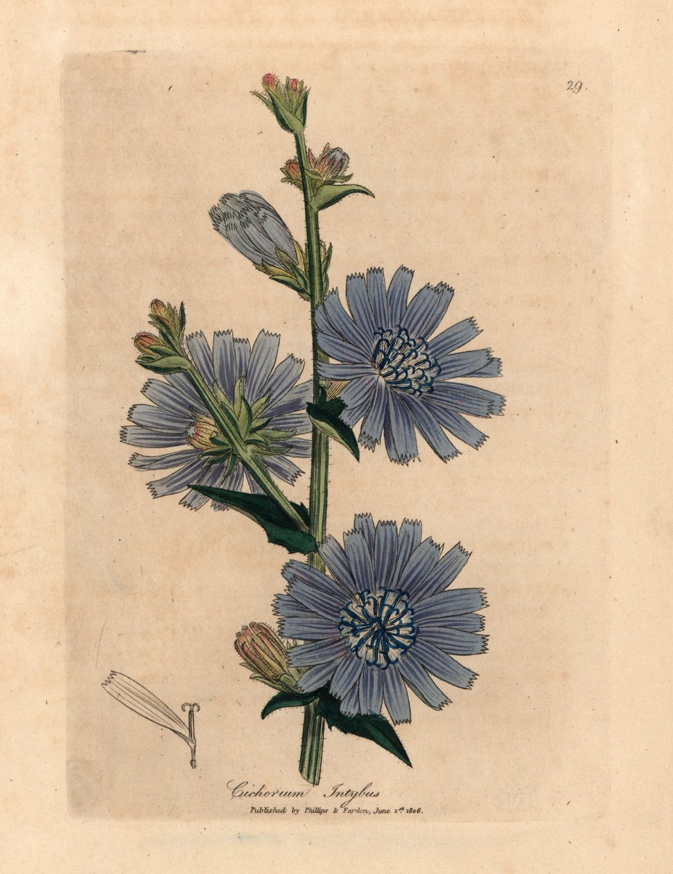 Kék virágú vadon termő cukkini vagy cikória, Cichorium intybus, James Sowerby botanikai illusztrációjából William Woodville-ből és Sir William Jackson Hooker "Medical Botany" című művéből 1832 (kézszínű rézmetszet) alkotó: James (after) Sowerby