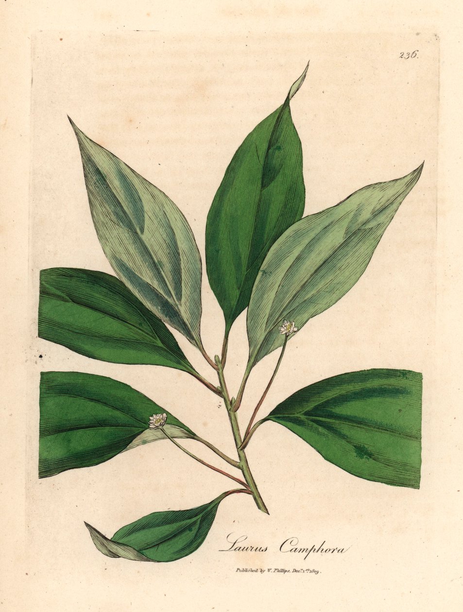 Kámforfa, Laurus camphora, James Sowerby botanikai illusztrációjáról William Woodville-ből és Sir William Jackson Hooker "Medical Botany" című művéből 1832 (kézszínű rézmetszet) alkotó: James (after) Sowerby