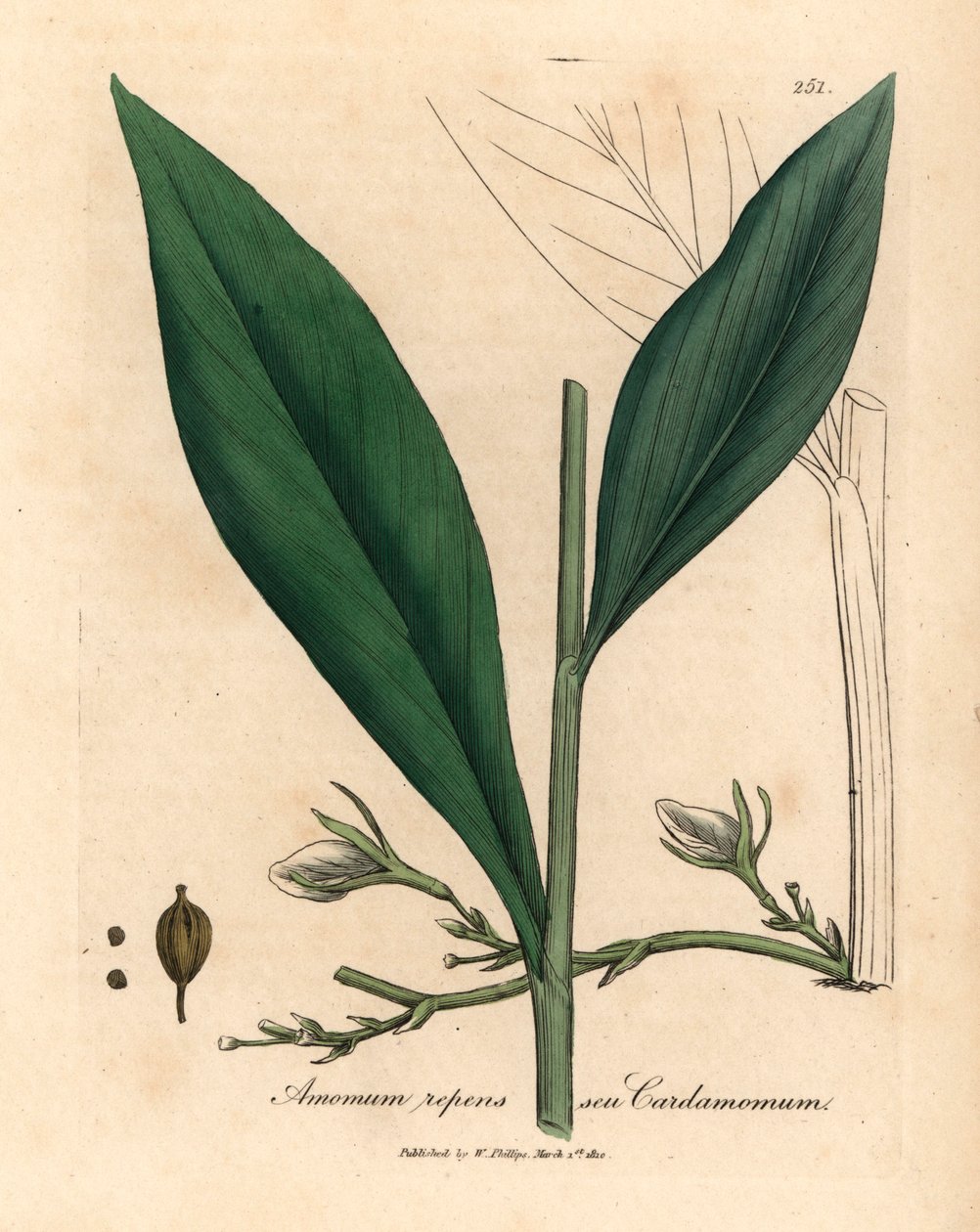 Kardamom, Elettaria cardamomum, James Sowerby botanikai illusztrációjáról William Woodville-ből és Sir William Jackson Hooker "Medical Botany" című művéből 1832 (kézszínű rézmetszet) alkotó: James (after) Sowerby