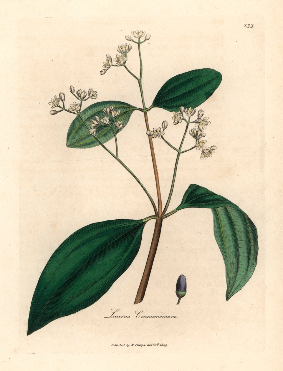Fahéjfa, Laurus cinnamomum, James Sowerby botanikai illusztrációjáról William Woodville-ből és Sir William Jackson Hooker "Medical Botany" 1832-es művéből (kézszínű rézmetszet) alkotó: James (after) Sowerby