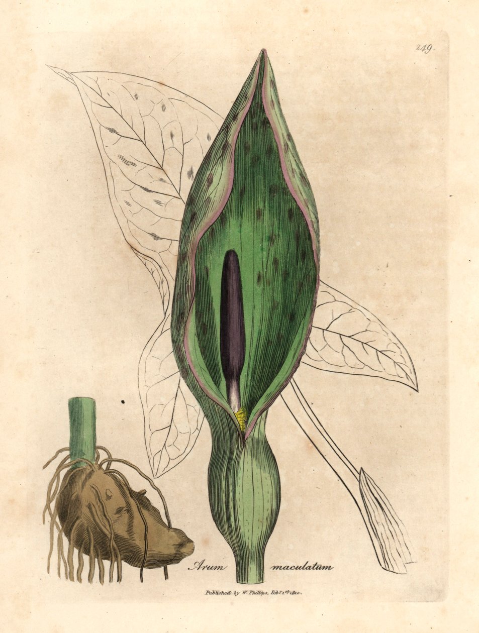 Közönséges arum, Arum maculatum, James Sowerby botanikai illusztrációjából William Woodville-ből és Sir William Jackson Hooker "Medical Botany" című művéből 1832 (kézszínű rézmetszet) alkotó: James (after) Sowerby