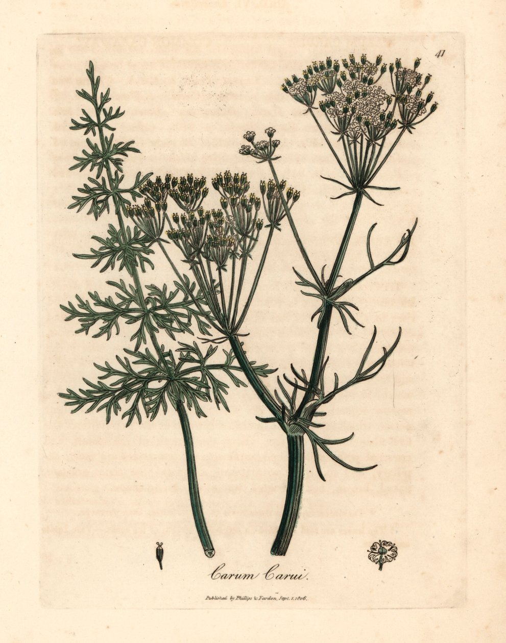 Közönséges kömény, Carum carui, James Sowerby botanikai illusztrációjából William Woodville-ből és Sir William Jackson Hooker "Medical Botany" 1832-es művéből (kézszínű rézmetszet) alkotó: James (after) Sowerby