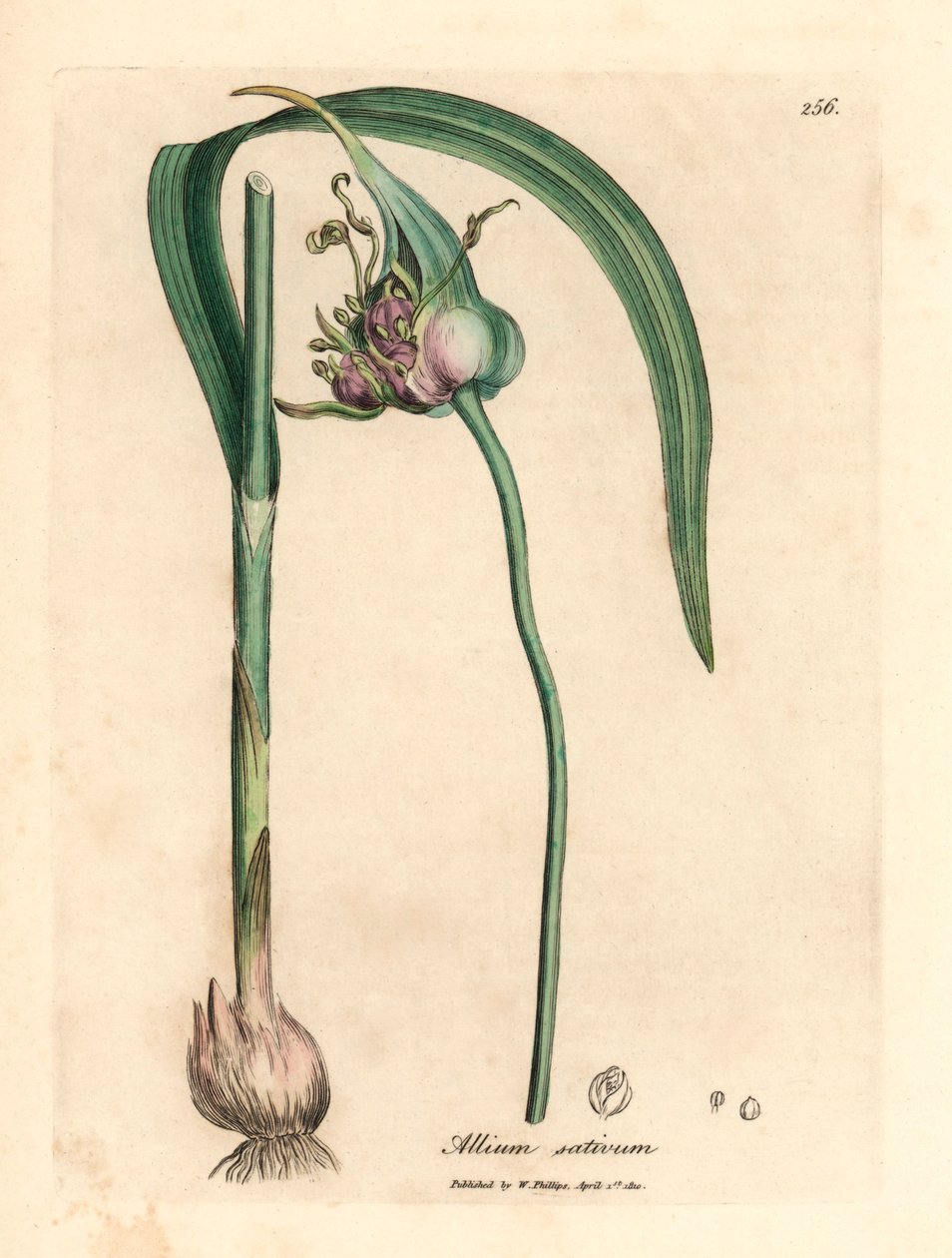 Közönséges termesztett fokhagyma, Allium sativum, James Sowerby botanikai illusztrációjából William Woodville-ből és Sir William Jackson Hooker 1832-es "Medical Botany" című művéből (kézzel színezett rézmetszet) alkotó: James (after) Sowerby