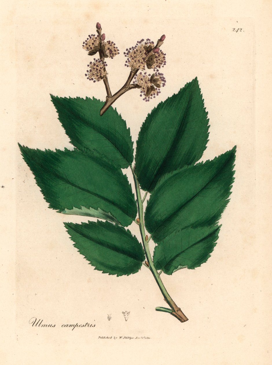 Közönséges szilfa, Ulmus campestris, James Sowerby botanikai illusztrációjáról William Woodville-ből és Sir William Jackson Hooker 1832-es "Medical Botany" című művéből (kézszínű rézmetszet) alkotó: James (after) Sowerby
