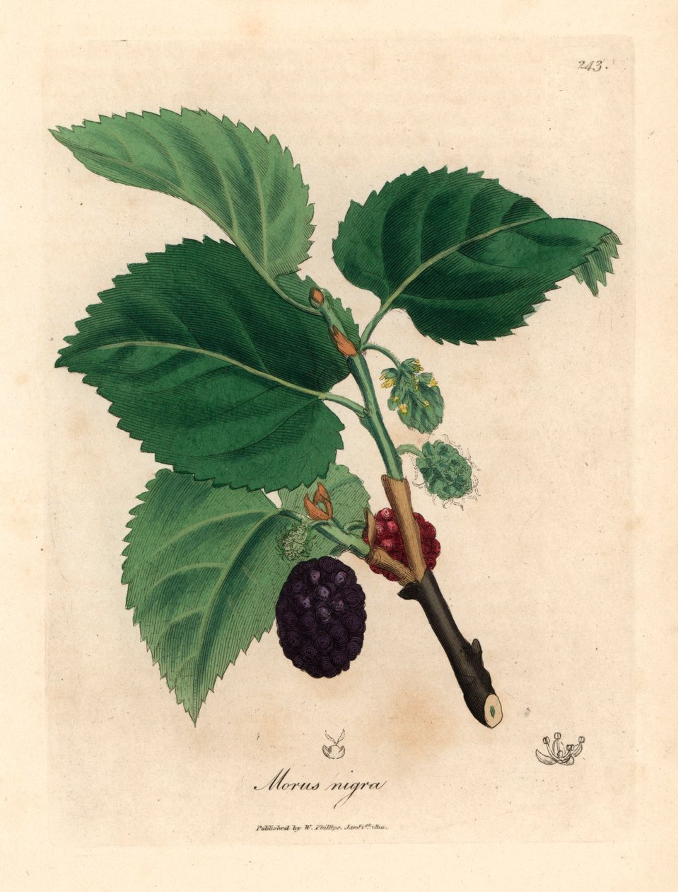 Közönséges eperfa, Morus nigra, James Sowerby botanikai illusztrációjáról William Woodville-ből és Sir William Jackson Hooker "Medical Botany" című művéből 1832 (kézszínű rézmetszet) alkotó: James (after) Sowerby