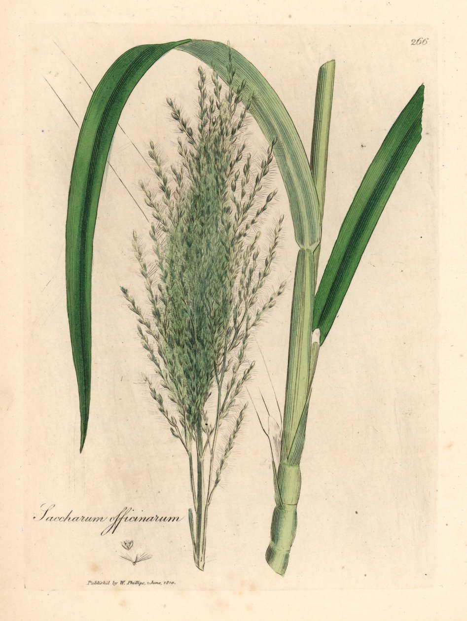 Közönséges cukornád, Saccharum officinarum, James Sowerby botanikai illusztrációjából William Woodville-ből és Sir William Jackson Hooker "Orvosi botanikája" 1832-ből (kézszínű rézmetszet) alkotó: James (after) Sowerby