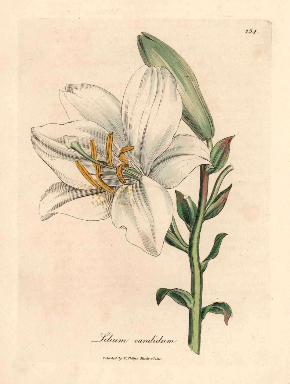 Közönséges fehér liliom, Lilium candidum, James Sowerby botanikai illusztrációjáról William Woodville-ből és Sir William Jackson Hooker "Medical Botany" 1832-es művéből (kézszínű rézmetszet) alkotó: James (after) Sowerby