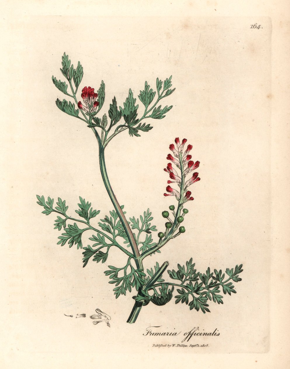 Bíborvirágú fumitórium, a Fumaria officinalis, James Sowerby botanikai illusztrációjáról William Woodville-ből és Sir William Jackson Hooker "Medical Botany" 1832-es művéből (kézzel színezett rézmetszet) alkotó: James (after) Sowerby
