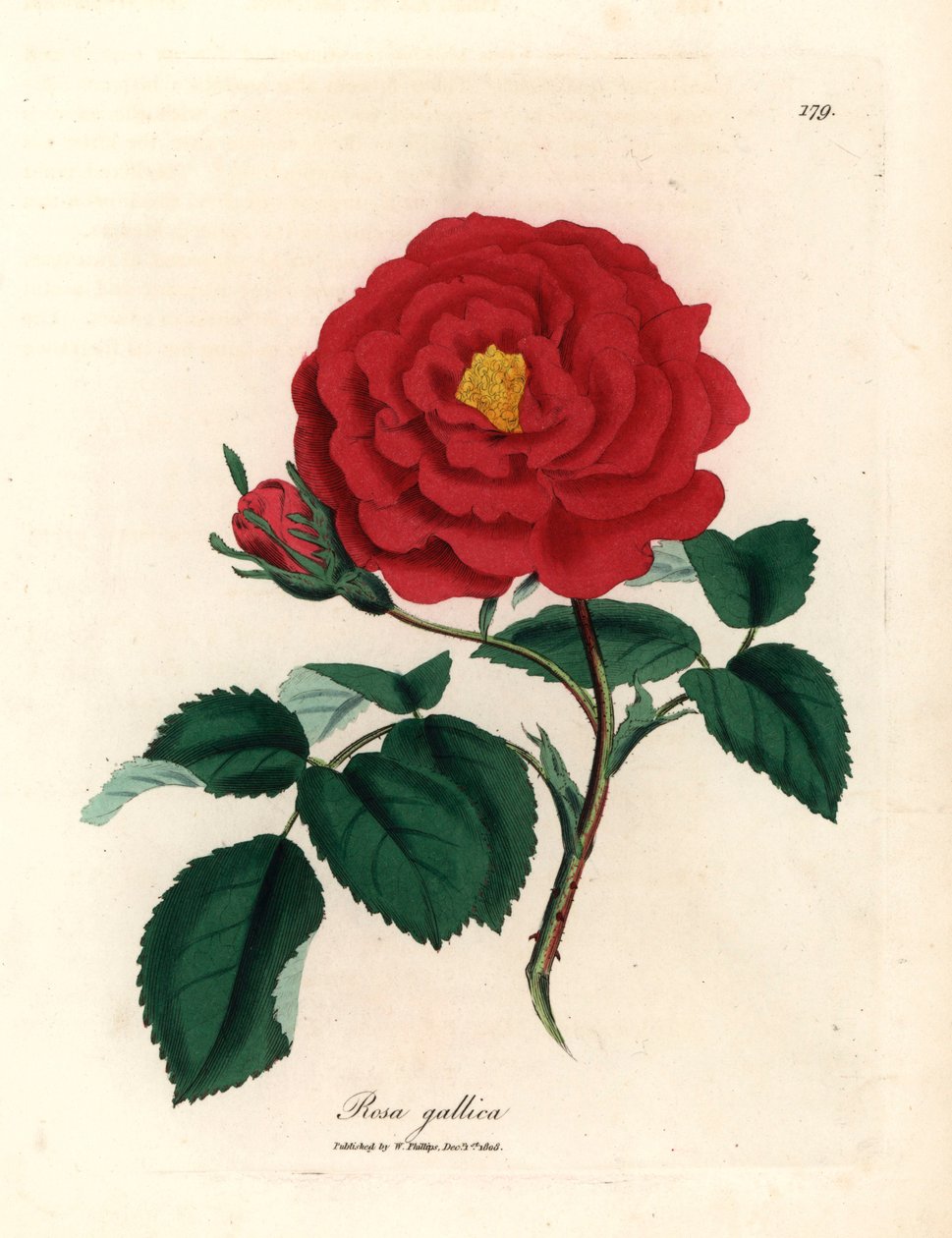 Bíbor rózsa, Rosa gallica, James Sowerby botanikai illusztrációjáról William Woodville-ből és Sir William Jackson Hooker "Medical Botany" 1832-es művéből (kézszínű rézmetszet) alkotó: James (after) Sowerby