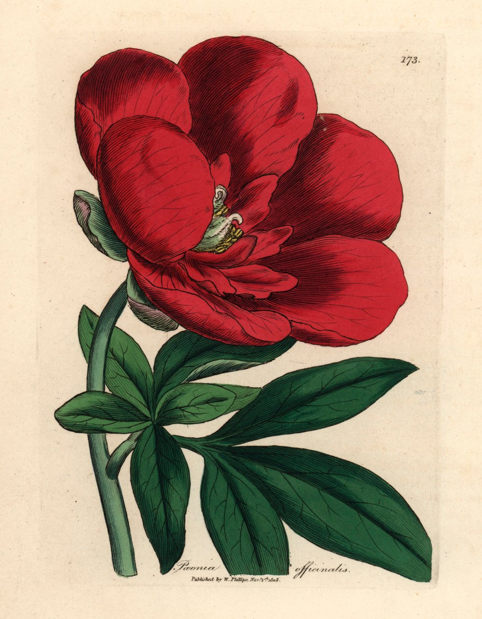 Bíbor bazsarózsa, Paeonia officinalis, James Sowerby botanikai illusztrációjából William Woodville-ből és Sir William Jackson Hooker "Orvosi botanikája" 1832-ből (kézzel színezett rézmetszet) alkotó: James (after) Sowerby