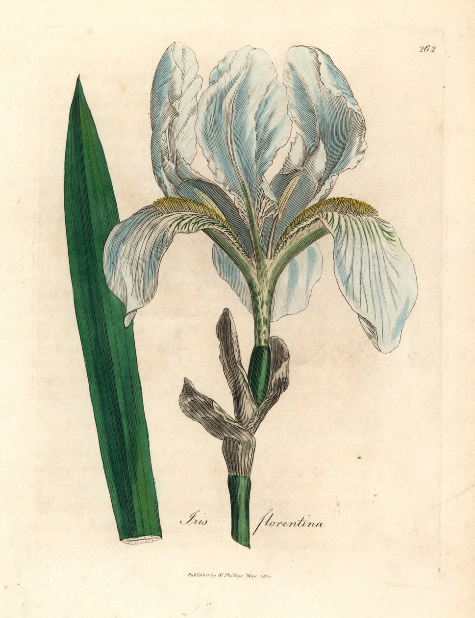 Firenzei írisz, Iris florentina, James Sowerby botanikai illusztrációjából William Woodville-ből és Sir William Jackson Hooker "Medical Botany" című művéből 1832 (kézszínű rézmetszet) alkotó: James (after) Sowerby