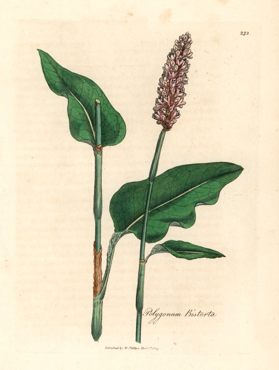 Nagy bistorta, Polygonum bistorta, James Sowerby botanikai illusztrációjából William Woodville-ből és Sir William Jackson Hooker "Orvosi botanikája" 1832-ből (kézszínű rézmetszet) alkotó: James (after) Sowerby