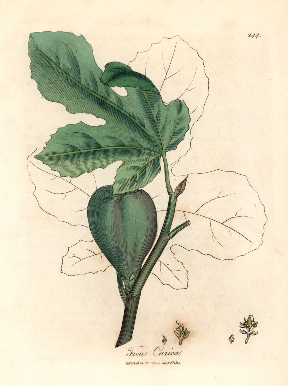 Zöld füge, gyümölcs, levelek, levél körvonala, Ficus carica, James Sowerby botanikai illusztrációjából William Woodville-ből és Sir William Jackson Hooker "Medical Botany" 1832-es művéből (kézzel színezett rézmetszet) alkotó: James (after) Sowerby