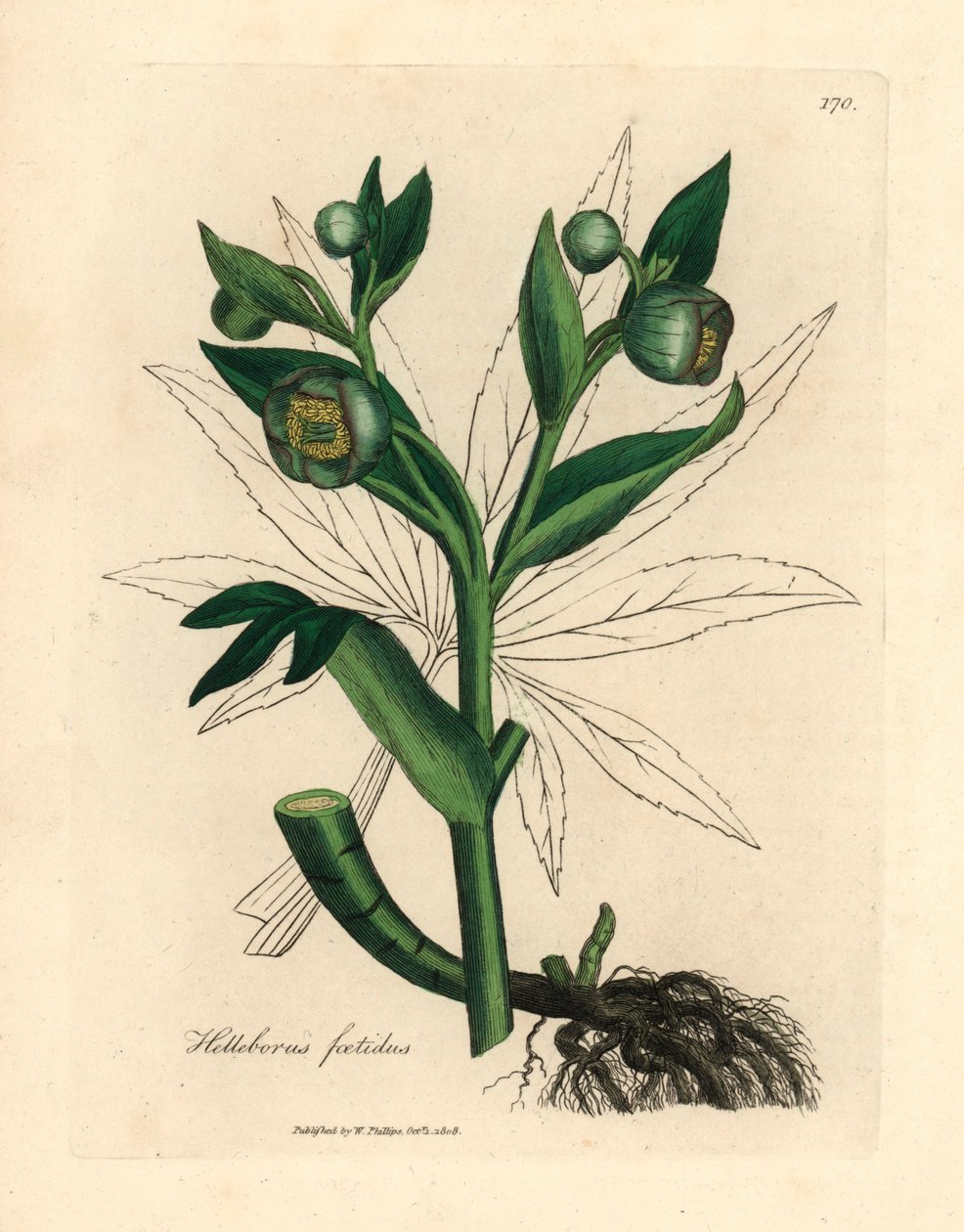 Zöld virágú bűzös hunyor vagy medvetalp, Helleborus foetidus, James Sowerby botanikai illusztrációjából William Woodville-ből és Sir William Jackson Hooker "Orvosi botanikája" 1832-ből (kézszínű rézmetszet) alkotó: James (after) Sowerby