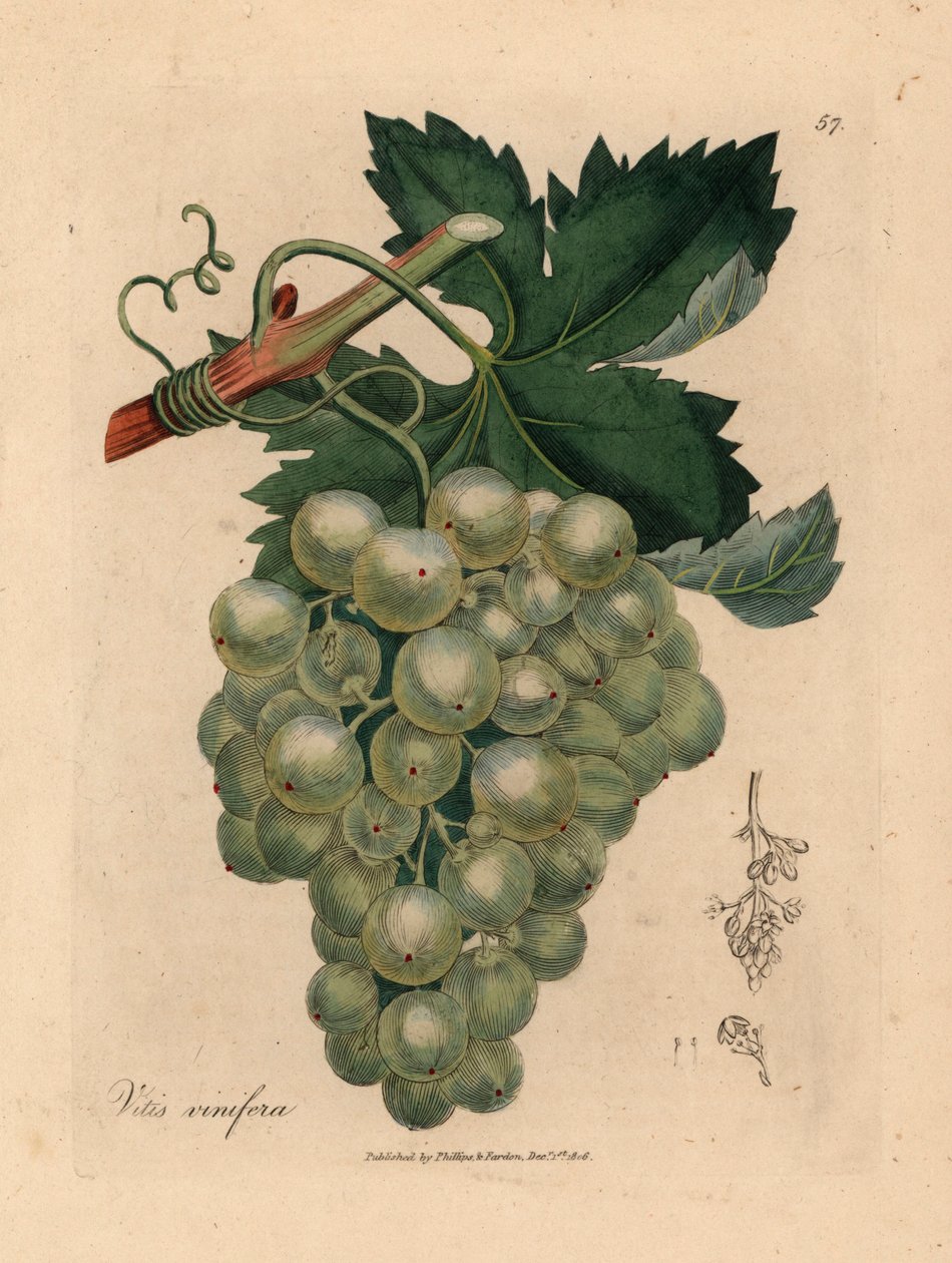 Zöld szőlő, szőlő és levelek, Vitis vinifera, James Sowerby botanikai illusztrációjából William Woodville-ből és Sir William Jackson Hooker "Medical Botany" című művéből 1832 (kézszínű rézmetszet) alkotó: James (after) Sowerby