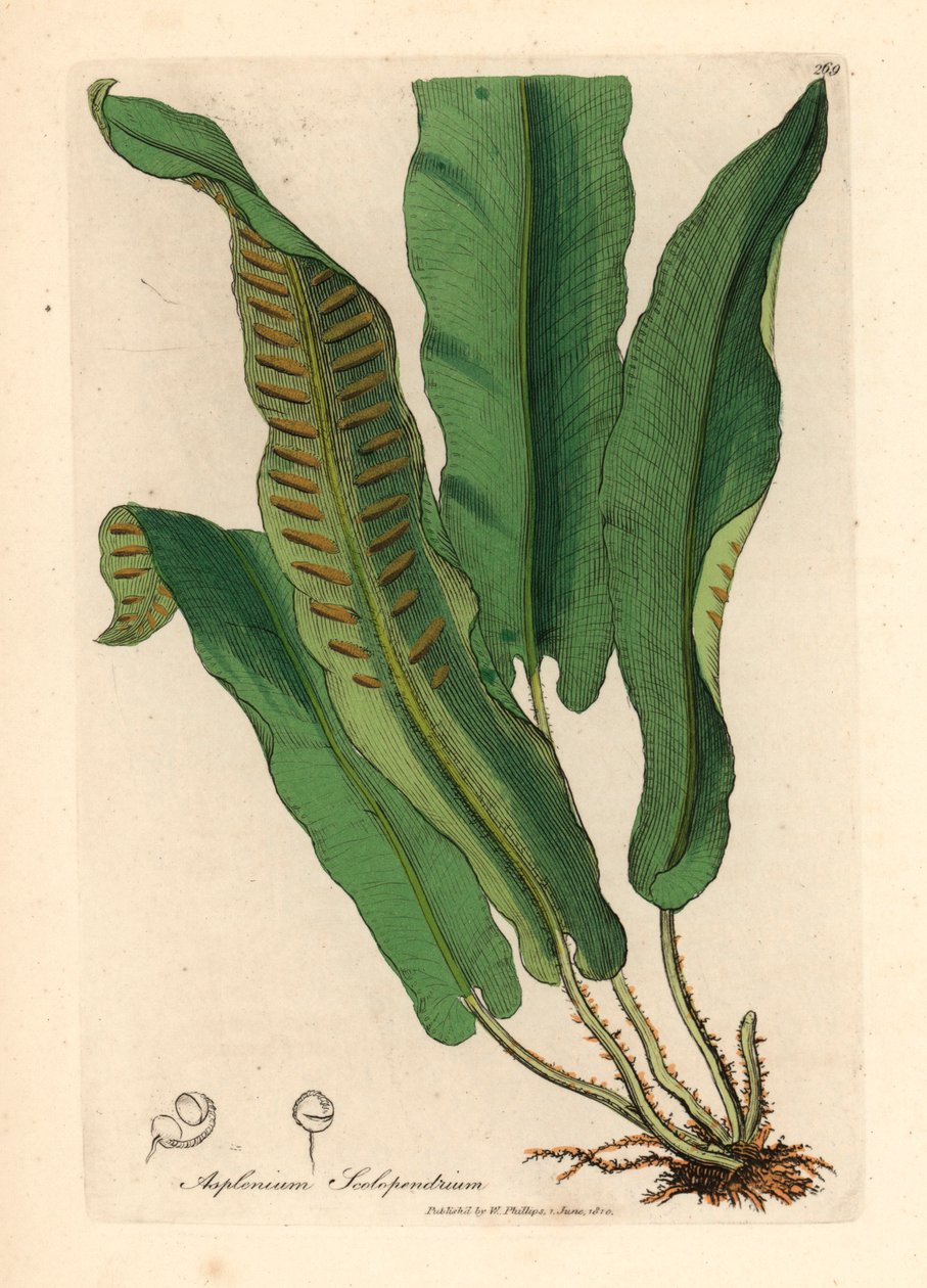 Harts nyelvű páfrány, Asplenium scolopendrium, James Sowerby botanikai illusztrációjából William Woodville-ből és Sir William Jackson Hooker "Orvosi botanikája" 1832-ből (kézszínű rézmetszet) alkotó: James (after) Sowerby
