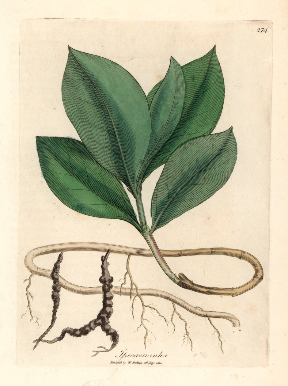 Ipecacuan, Ipecacuanha, James Sowerby botanikai illusztrációjából William Woodville-ből és Sir William Jackson Hooker "Medical Botany" című művéből 1832 (kézszínű rézmetszet) alkotó: James (after) Sowerby