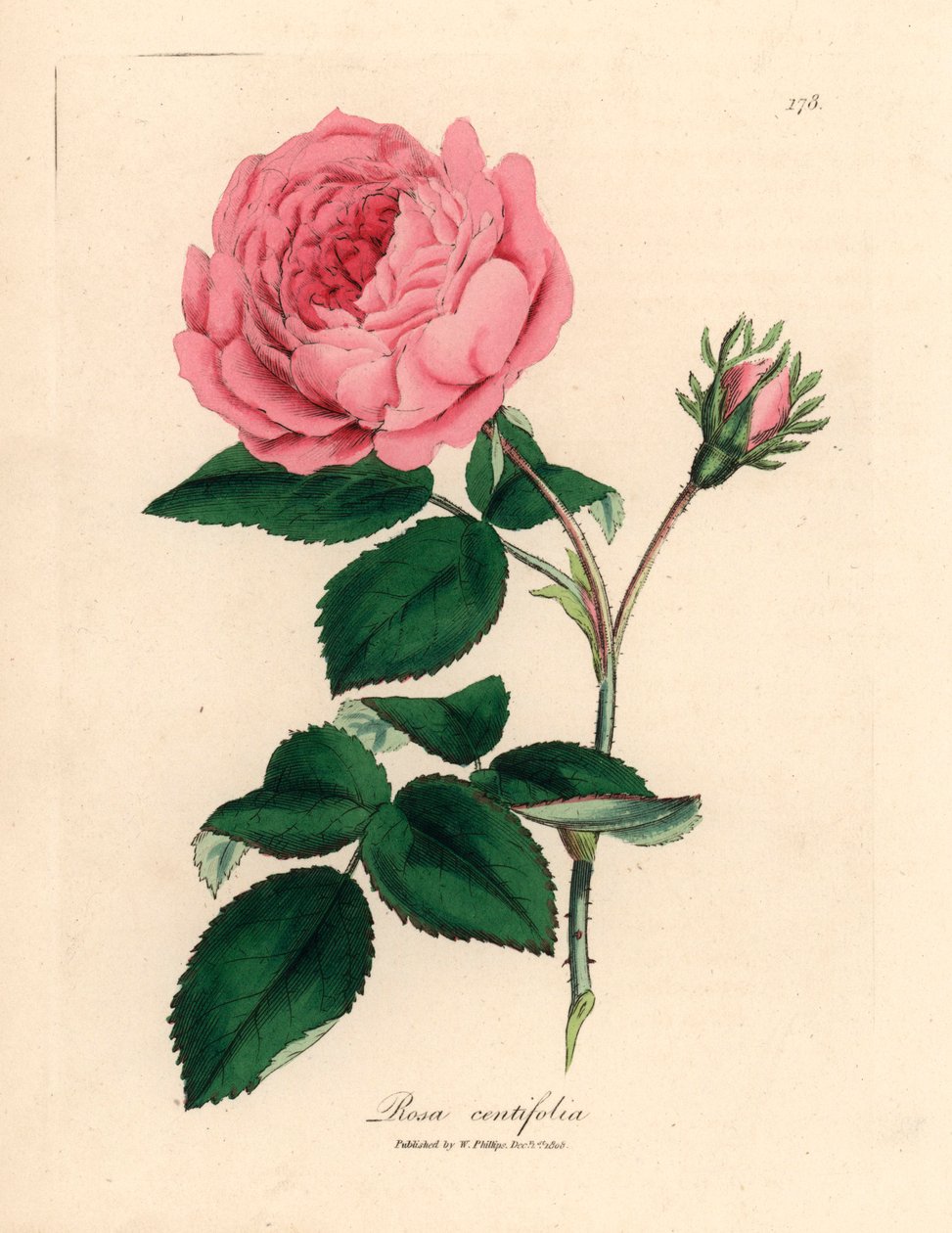 Nagy rózsaszín százlevelű rózsa, Rosa centifolia, James Sowerby botanikai illusztrációjáról William Woodville-ből és Sir William Jackson Hooker "Medical Botany" 1832-es művéből (kézszínű rézmetszet) alkotó: James (after) Sowerby