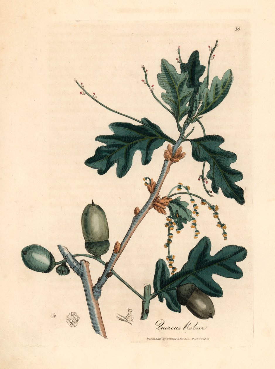 A közönséges tölgy (Quercus robur) levelei és makkjai James Sowerby botanikai illusztrációjáról William Woodville-ből és Sir William Jackson Hooker "Orvosi botanikája" 1832-ből (kézszínű rézmetszet) alkotó: James (after) Sowerby