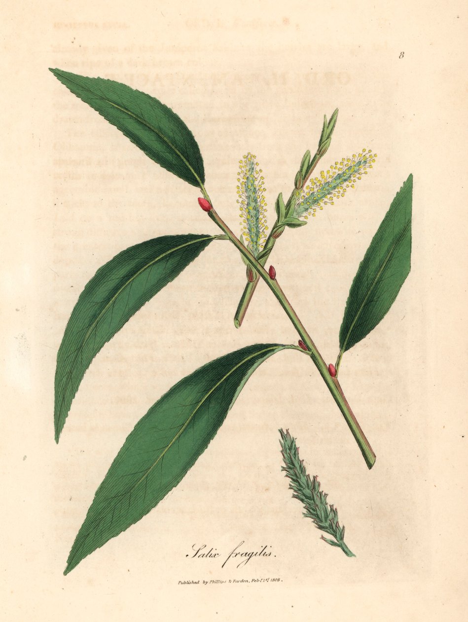 A repedezett fűzfa, a Salix fragilis levelei és barkái James Sowerby botanikai illusztrációjáról William Woodville-ből és Sir William Jackson Hooker "Orvosi botanikája" 1832-ből (kézzel színezett rézmetszet) alkotó: James (after) Sowerby