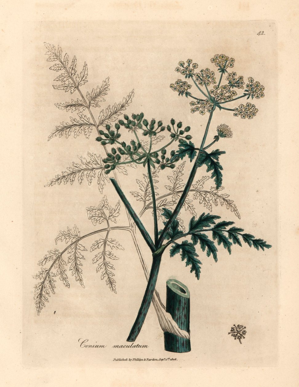 Bürök (Conium maculatum) levelei és virágai James Sowerby botanikai illusztrációjáról William Woodville-ből és Sir William Jackson Hooker "Medical Botany" 1832-es művéből (kézzel színezett rézmetszet) alkotó: James (after) Sowerby