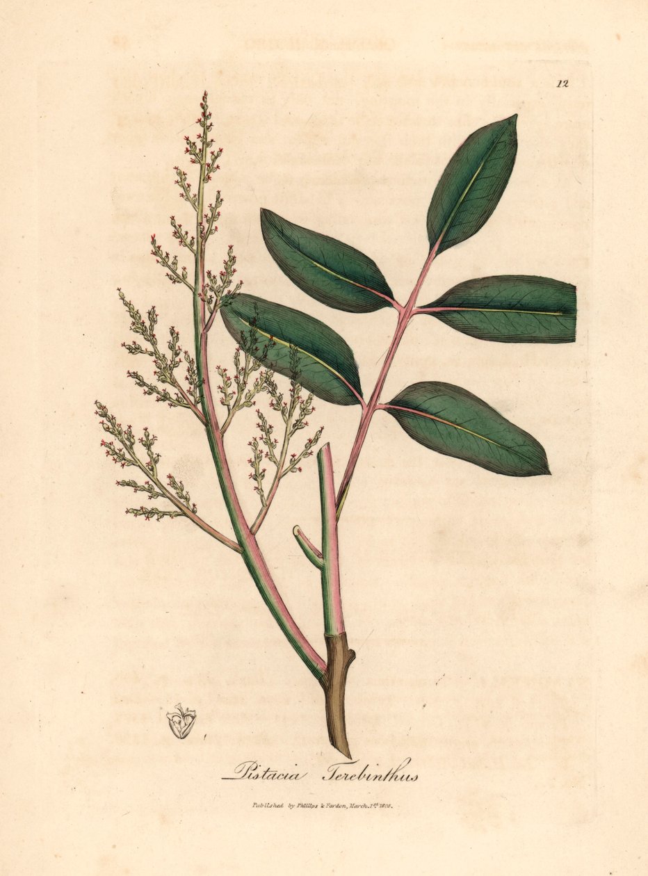 A chianfa vagy a ciprusi terpentinfa, a Pistacia terebinthus levelei és virágai James Sowerby botanikai illusztrációjából William Woodville-ből és Sir William Jackson Hooker 1832-es "Medical Botany" című művéből (kézzel színezett rézmetszet) alkotó: James (after) Sowerby