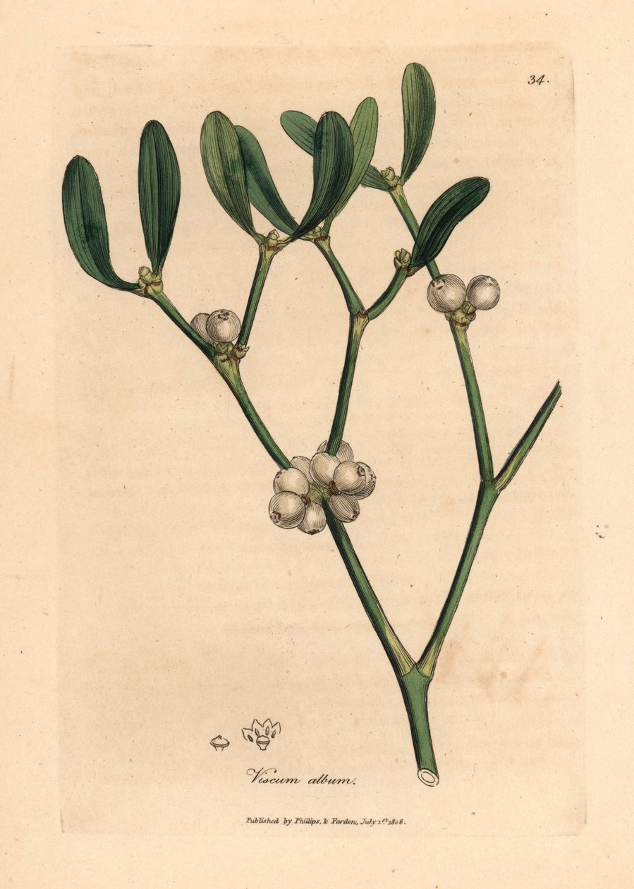 A fagyöngy levelei és fehér bogyói, Viscum album, James Sowerby botanikai illusztrációjából William Woodville-ből és Sir William Jackson Hooker "Medical Botany" című művéből 1832 (kézszínű rézmetszet) alkotó: James (after) Sowerby