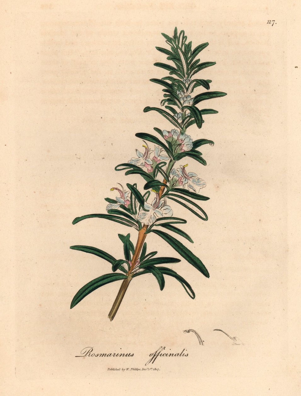 Világoskék virágú rozmaring, Rosmarinus officinalis, James Sowerby botanikai illusztrációjából William Woodville-ből és Sir William Jackson Hooker "Orvosi botanikája" 1832-ből (kézszínű rézmetszet) alkotó: James (after) Sowerby