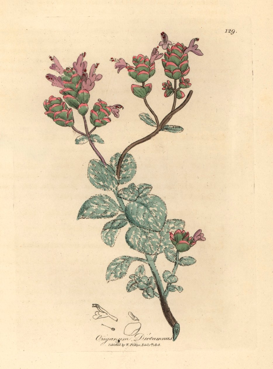 Krétai origanum dictamnus, origanum dictamnus, James Sowerby botanikai illusztrációjáról, William Woodville-ből és Sir William Jackson Hooker "Orvosi botanikája" 1832-ből (kézszínű rézmetszet) alkotó: James (after) Sowerby