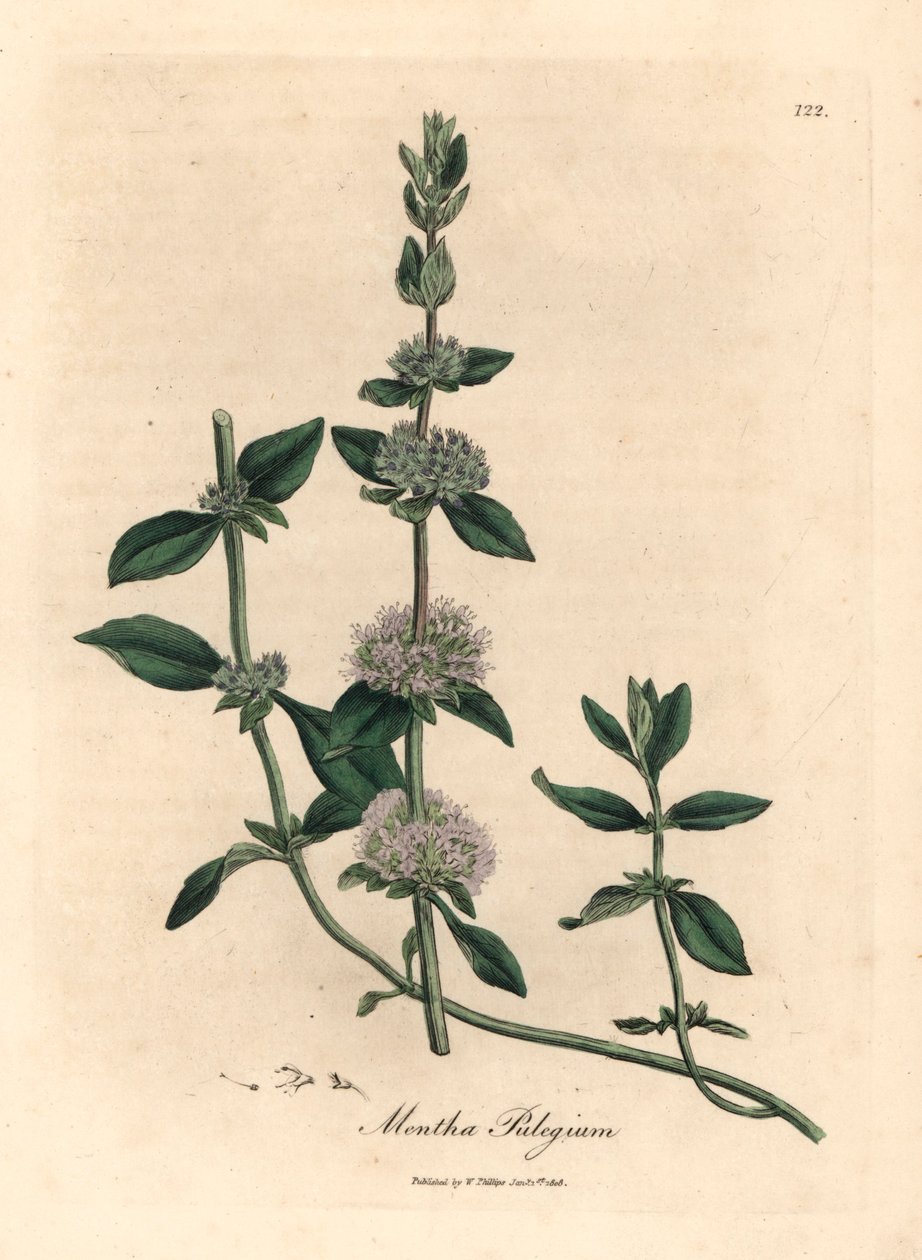 Lila virágú pennyroyal menta, Mentha pulegium, James Sowerby botanikai illusztrációjáról William Woodville-ből és Sir William Jackson Hooker "Medical Botany" 1832-es művéből (kézszínű rézmetszet) alkotó: James (after) Sowerby