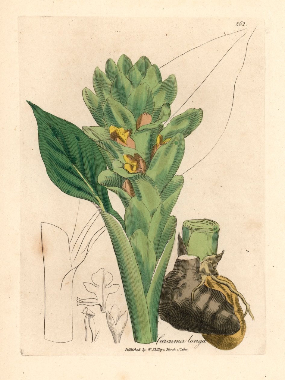 Hosszú gyökerű kurkuma, Curcuma longa, James Sowerby botanikai illusztrációjáról William Woodville-ből és Sir William Jackson Hooker "Medical Botany" 1832-es művéből (kézszínű rézmetszet) alkotó: James (after) Sowerby