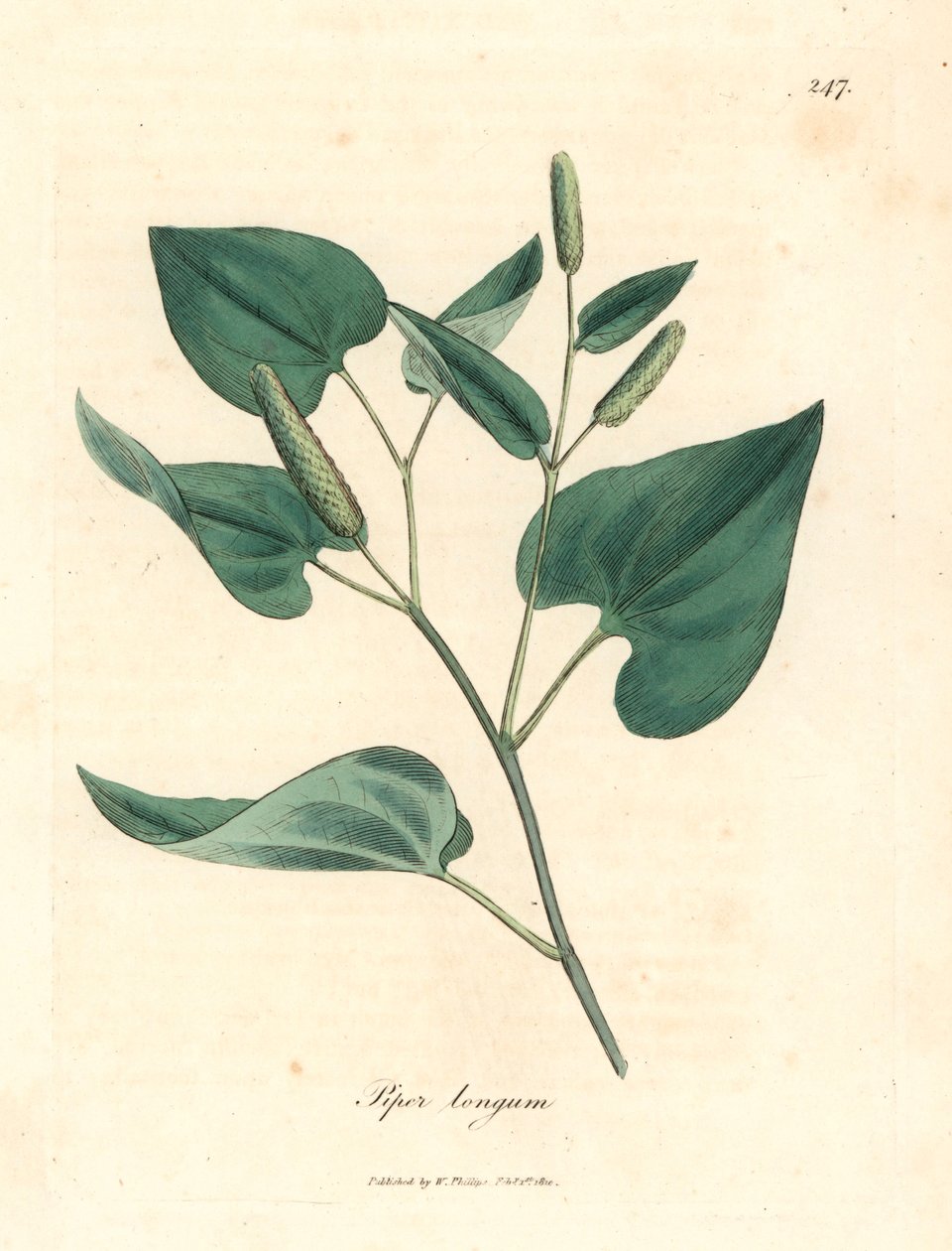 Hosszú paprika, Piper longum, James Sowerby botanikai illusztrációjából William Woodville-ből és Sir William Jackson Hooker "Orvosi botanikája" 1832-ből (kézszínű rézmetszet) alkotó: James (after) Sowerby