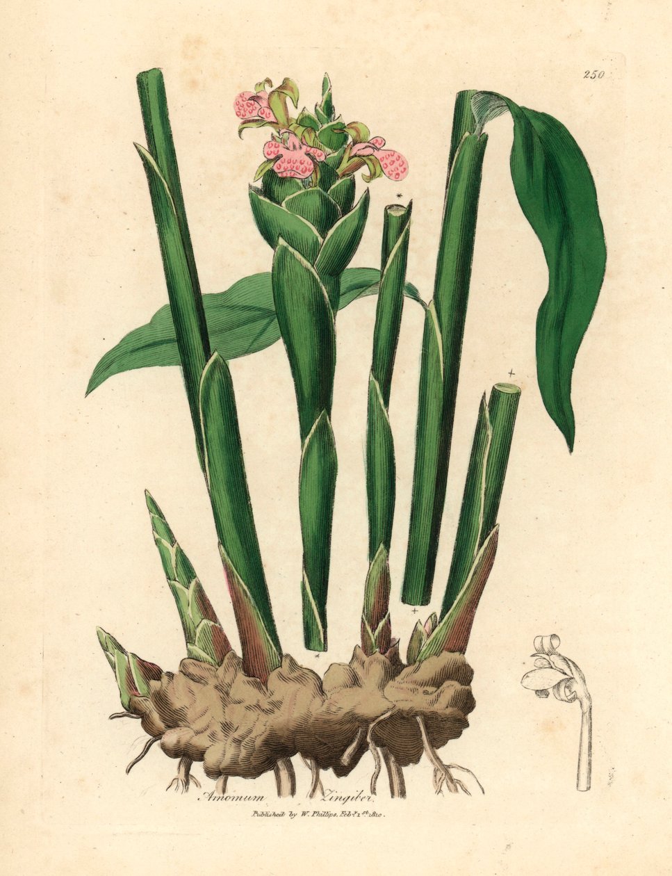 Keskeny levelű gyömbér, Zingiber officinale, James Sowerby botanikai illusztrációjából William Woodville-ből és Sir William Jackson Hooker 1832-es "Medical Botany" című művéből (kézszínű rézmetszet) alkotó: James (after) Sowerby