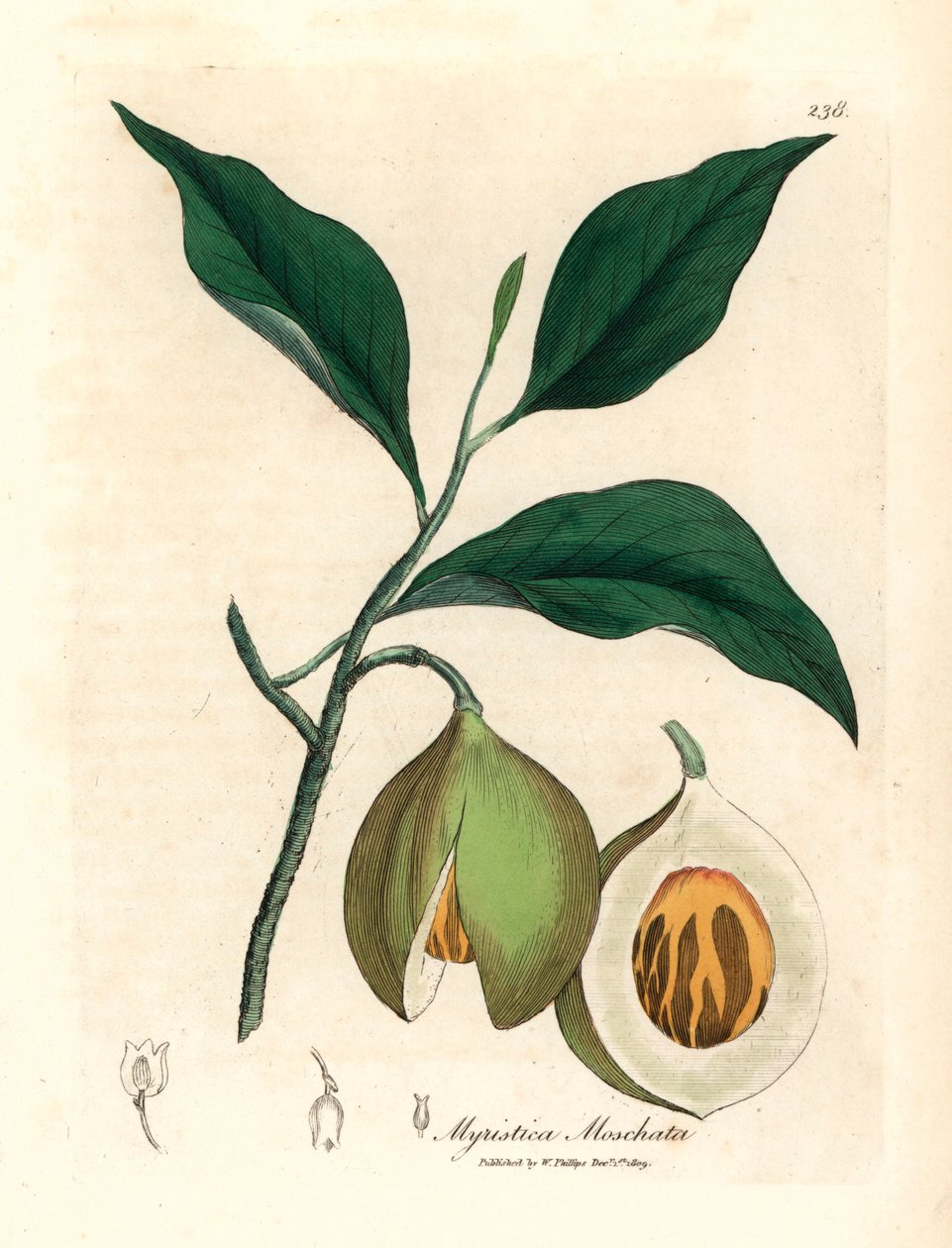 Szerecsendió és buzogányfa, Myristica moschata, Myristica fragrans, James Sowerby botanikai illusztrációjából William Woodville-ből és Sir William Jackson Hooker "Orvosi botanikája" 1832-ből (kézszínű rézmetszet) alkotó: James (after) Sowerby