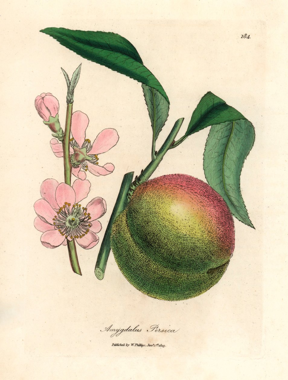 Őszibarackfa érett gyümölccsel és rózsaszín virággal, Amygdalus persica, James Sowerby botanikai illusztrációjáról William Woodville-ből és Sir William Jackson Hooker "Medical Botany" 1832-es művéből (kézszínű rézmetszet) alkotó: James (after) Sowerby
