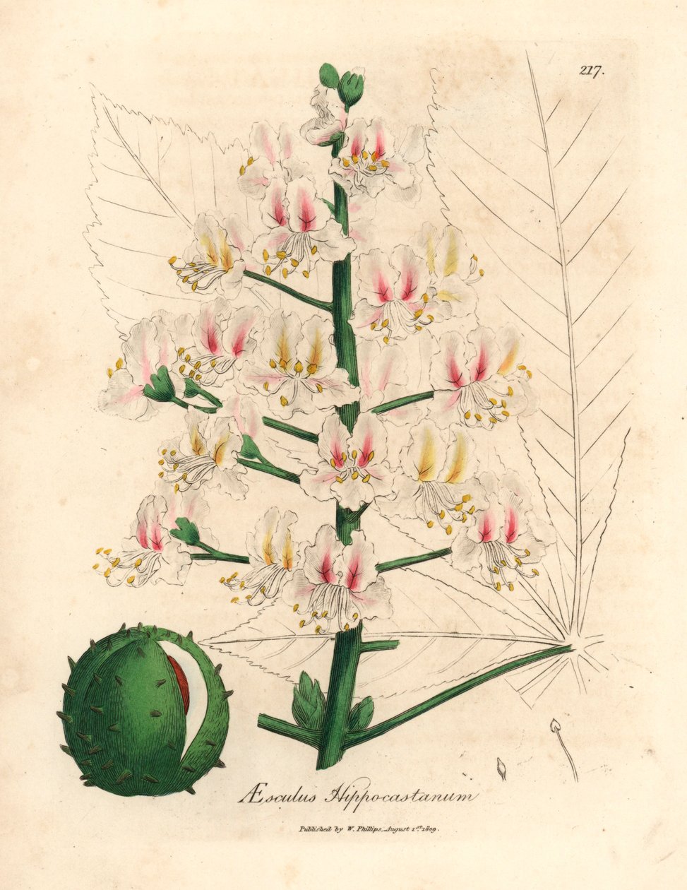 A vadgesztenyefa, az Aesculus hippocastanum rózsaszín virága és termése James Sowerby botanikai illusztrációjáról William Woodville-ből és Sir William Jackson Hooker "Medical Botany" 1832-es művéből (kézszínű rézmetszet) alkotó: James (after) Sowerby