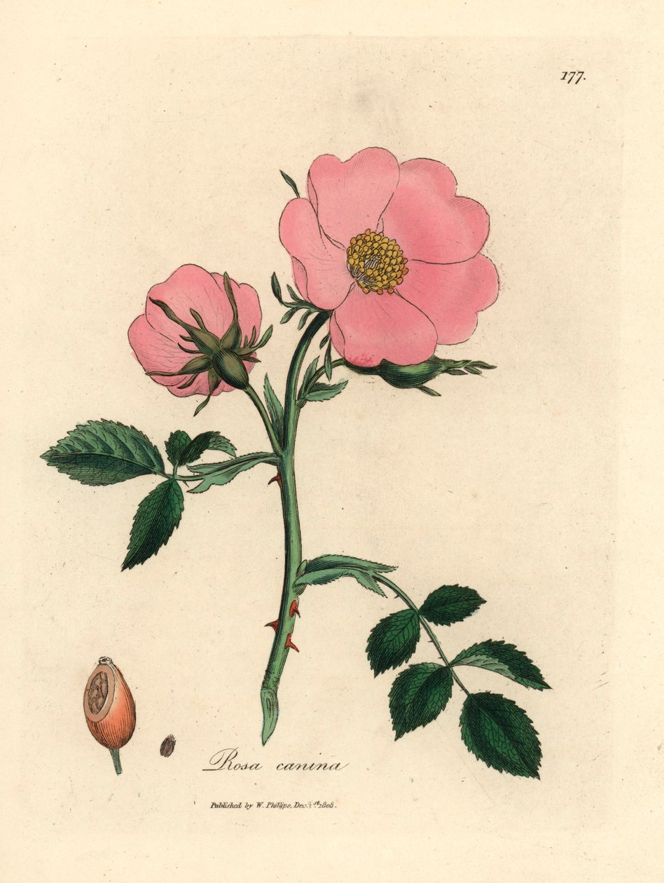 Rózsaszín kutyarózsa csipkebogyóval, Rosa canina, James Sowerby botanikai illusztrációjáról William Woodville-ből és Sir William Jackson Hooker "Medical Botany" című művéből 1832 (kézszínű rézmetszet) alkotó: James (after) Sowerby