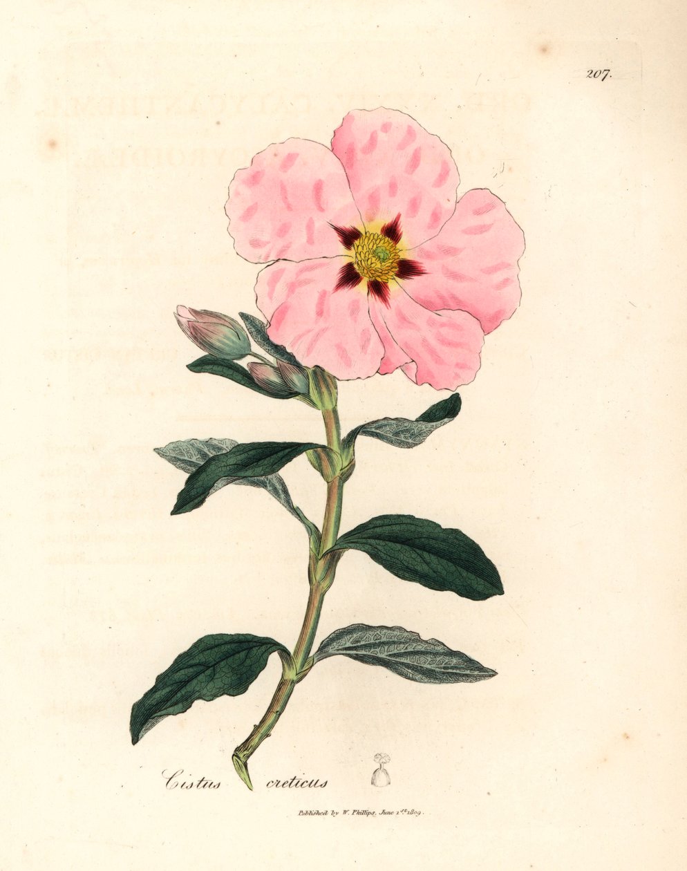 Rózsaszín virágú krétai cistus, Cistus creticus, James Sowerby botanikai illusztrációjáról William Woodville-ből és Sir William Jackson Hooker "Medical Botany" 1832-es művéből (kézszínű rézmetszet) alkotó: James (after) Sowerby