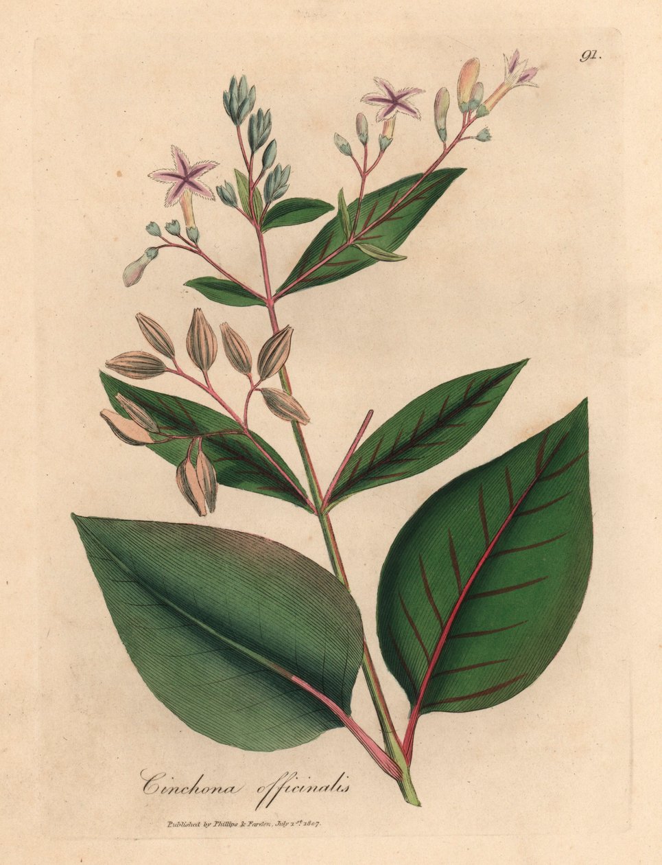 Rózsaszín virágú perui kéregfa, Cinchona officinalis, James Sowerby botanikai illusztrációjáról William Woodville-ből és Sir William Jackson Hooker "Orvosi botanikája" 1832-ből (kézzel színezett rézmetszet) alkotó: James (after) Sowerby