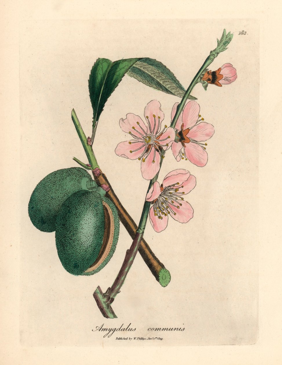 Rózsaszín virágú mandulafa, Amygdalus communis, James Sowerby botanikai illusztrációjáról William Woodville-ből és Sir William Jackson Hooker 1832-es "Medical Botany" című művéből (kézzel színezett rézmetszet) alkotó: James (after) Sowerby