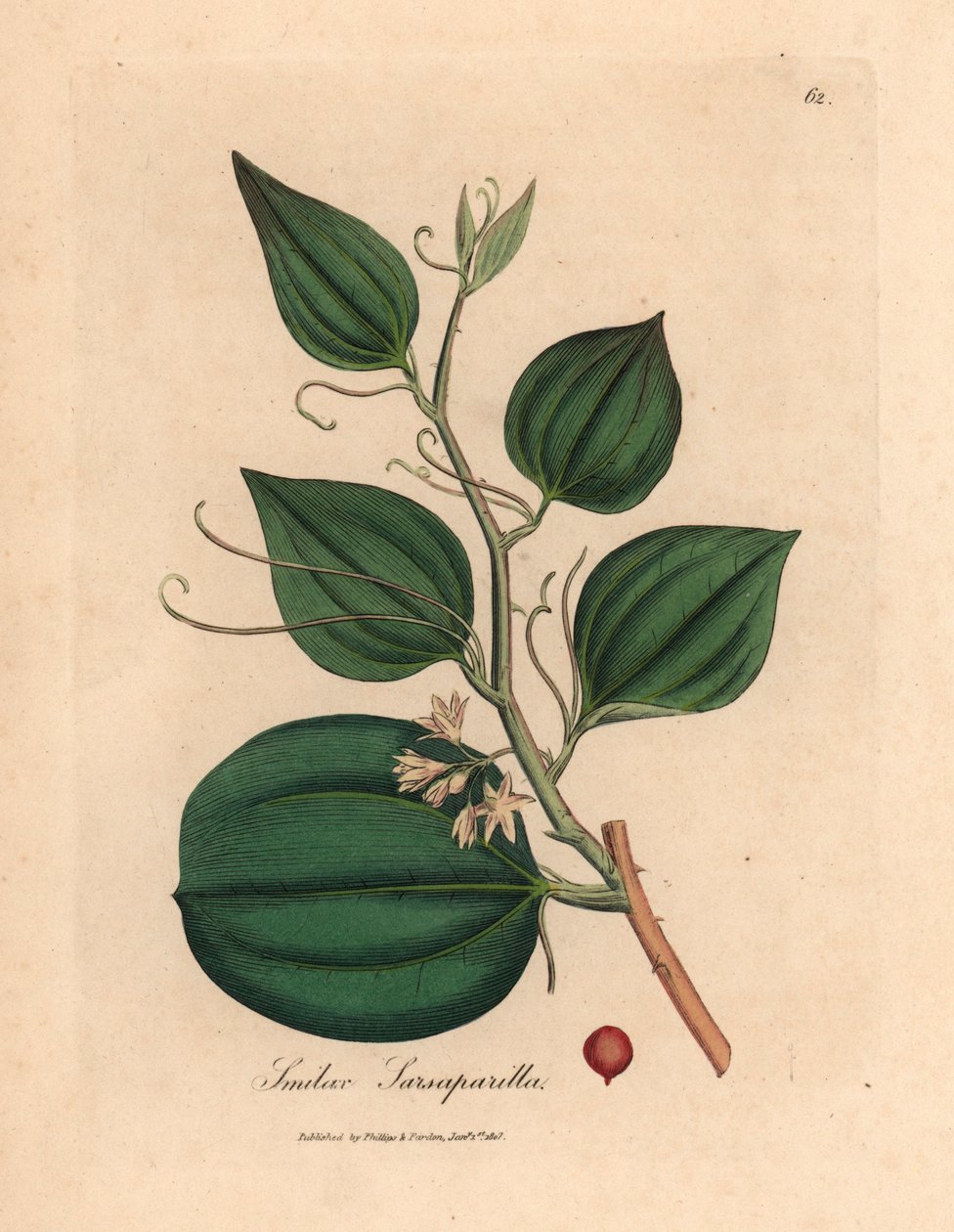 Rózsaszín virágú és bogyós sarsaparilla smilax, Smilax sarsaparilla, James Sowerby botanikai illusztrációjából William Woodville-ből és Sir William Jackson Hooker 1832-es "Medical Botany" című művéből (kézszínű rézmetszet) alkotó: James (after) Sowerby