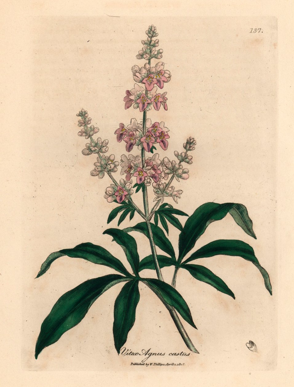 Rózsaszín virágú tiszta fa, Vitex agnus castus, James Sowerby botanikai illusztrációjáról William Woodville-ből és Sir William Jackson Hooker "Medical Botany" 1832-es művéből (kézszínű rézmetszet) alkotó: James (after) Sowerby
