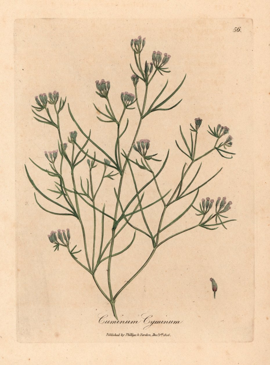 Rózsaszín virágú kömény, Cuminum cyminum, James Sowerby botanikai illusztrációjából William Woodville-ből és Sir William Jackson Hooker "Medical Botany" 1832-ből (kézszínű rézmetszet) alkotó: James (after) Sowerby