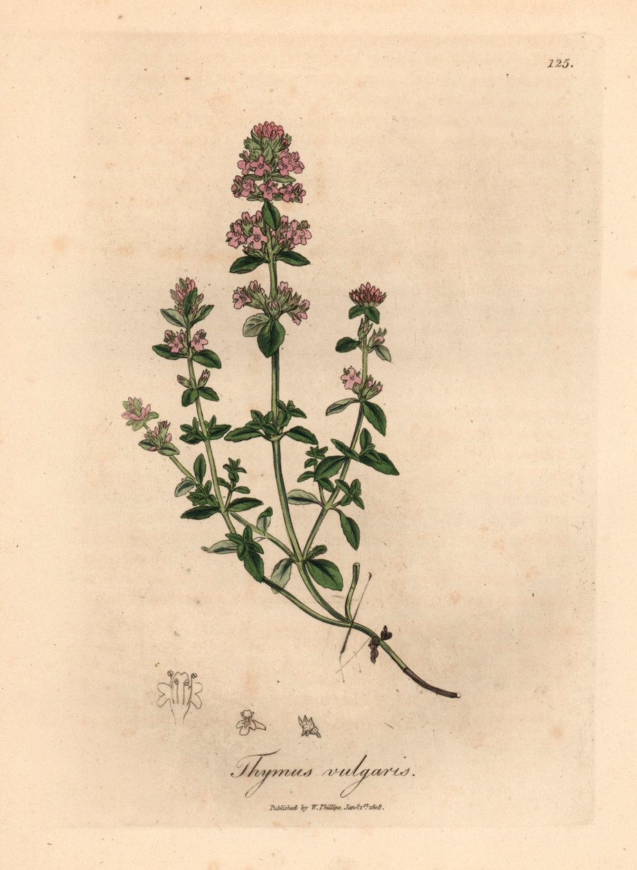 Rózsaszín virágú kerti kakukkfű, Thymus vulgaris, James Sowerby botanikai illusztrációjáról William Woodville-ből és Sir William Jackson Hooker "Medical Botany" című művéből 1832 (kézszínű rézmetszet) alkotó: James (after) Sowerby