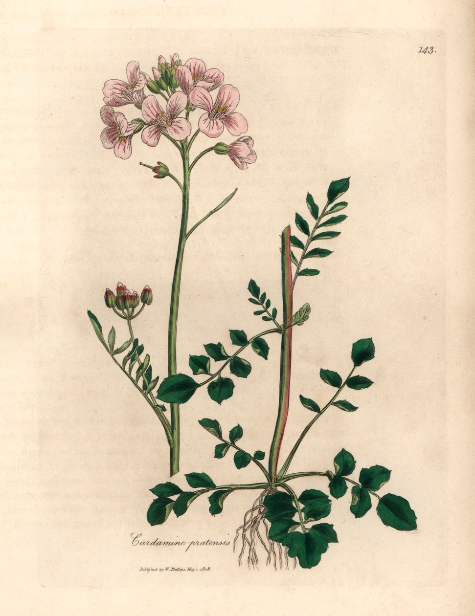 Rózsaszín virágú női ruha vagy kakukkvirág, Cardamine pratensis, James Sowerby botanikai illusztrációjáról William Woodville-ből és Sir William Jackson Hooker 1832-es "Medical Botany" című művéből (kézszínű rézmetszet) alkotó: James (after) Sowerby