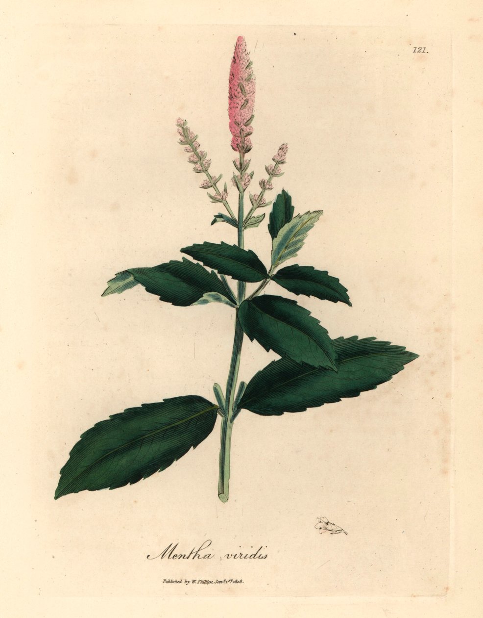 Rózsaszín virágú fodormenta, Mentha viridis, James Sowerby botanikai illusztrációjáról William Woodville-ből és Sir William Jackson Hooker "Medical Botany" 1832-es művéből (kézszínű rézmetszet) alkotó: James (after) Sowerby